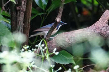 Siberian Blue Robin Osaka castle park Mon, 4/29/2024