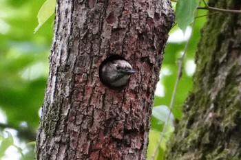 Japanese Pygmy Woodpecker Osaka castle park Mon, 4/29/2024