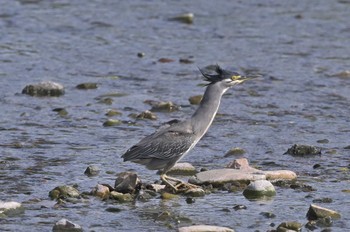 Striated Heron 入間川 Mon, 4/29/2024