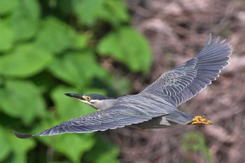 Striated Heron 入間川 Mon, 4/29/2024