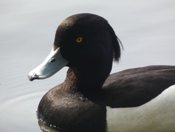 Tufted Duck Shakujii Park Sun, 4/28/2024