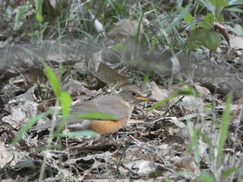 Brown-headed Thrush Shakujii Park Sun, 4/28/2024