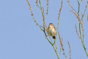 Zitting Cisticola 大阪 淀川河川公園 Sun, 4/28/2024