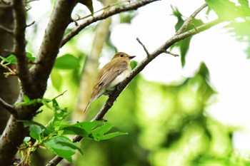 Blue-and-white Flycatcher Akashi Park Mon, 4/29/2024