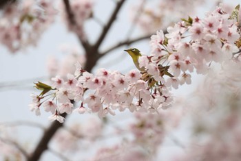 Warbling White-eye Miharashi Park(Hakodate) Mon, 4/29/2024