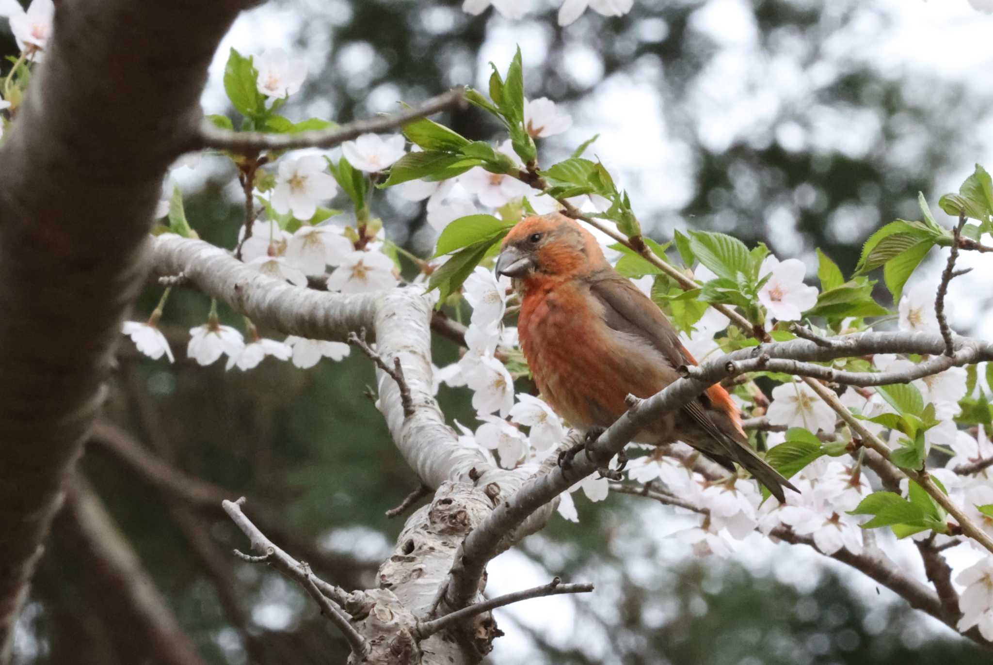 イスカと桜の木 by 野鳥好き
