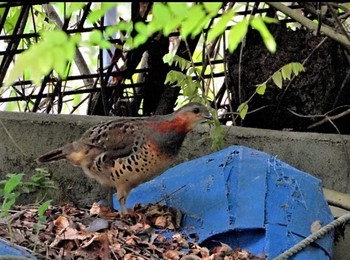 Chinese Bamboo Partridge 京都府亀岡市 Mon, 4/29/2024