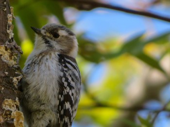 Japanese Pygmy Woodpecker Makomanai Park Mon, 4/29/2024