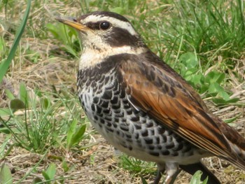 Dusky Thrush 豊平川 Mon, 4/29/2024