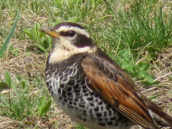 Dusky Thrush 豊平川 Mon, 4/29/2024