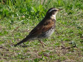 Dusky Thrush 豊平川 Mon, 4/29/2024