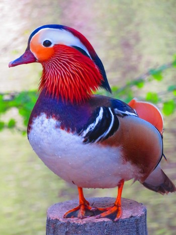 Mandarin Duck Maruyama Park Mon, 4/29/2024