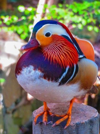 Mandarin Duck Maruyama Park Mon, 4/29/2024