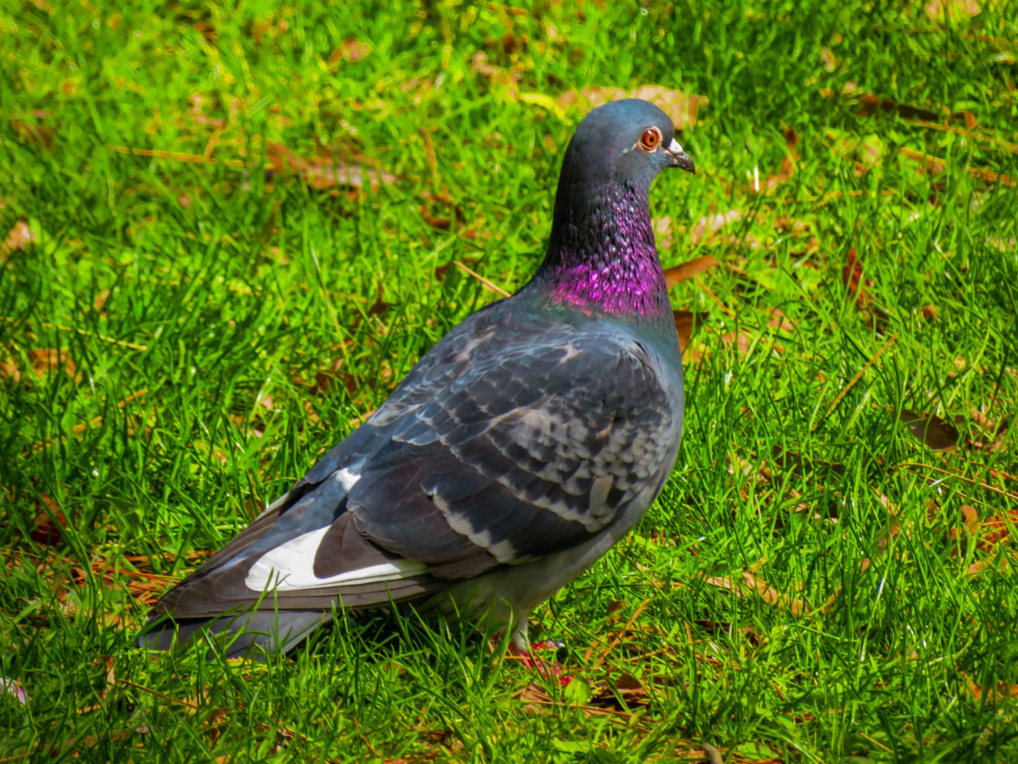 Photo of Rock Dove at 中島公園 by xuuhiro