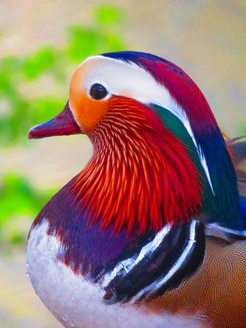 Mandarin Duck Maruyama Park Mon, 4/29/2024