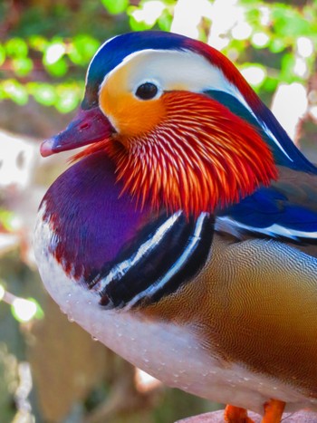 Mandarin Duck Maruyama Park Mon, 4/29/2024