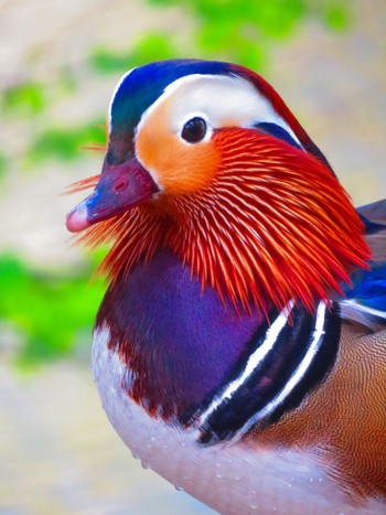 Mandarin Duck Maruyama Park Mon, 4/29/2024