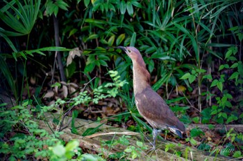 ミゾゴイ 都立浮間公園 2024年4月27日(土)