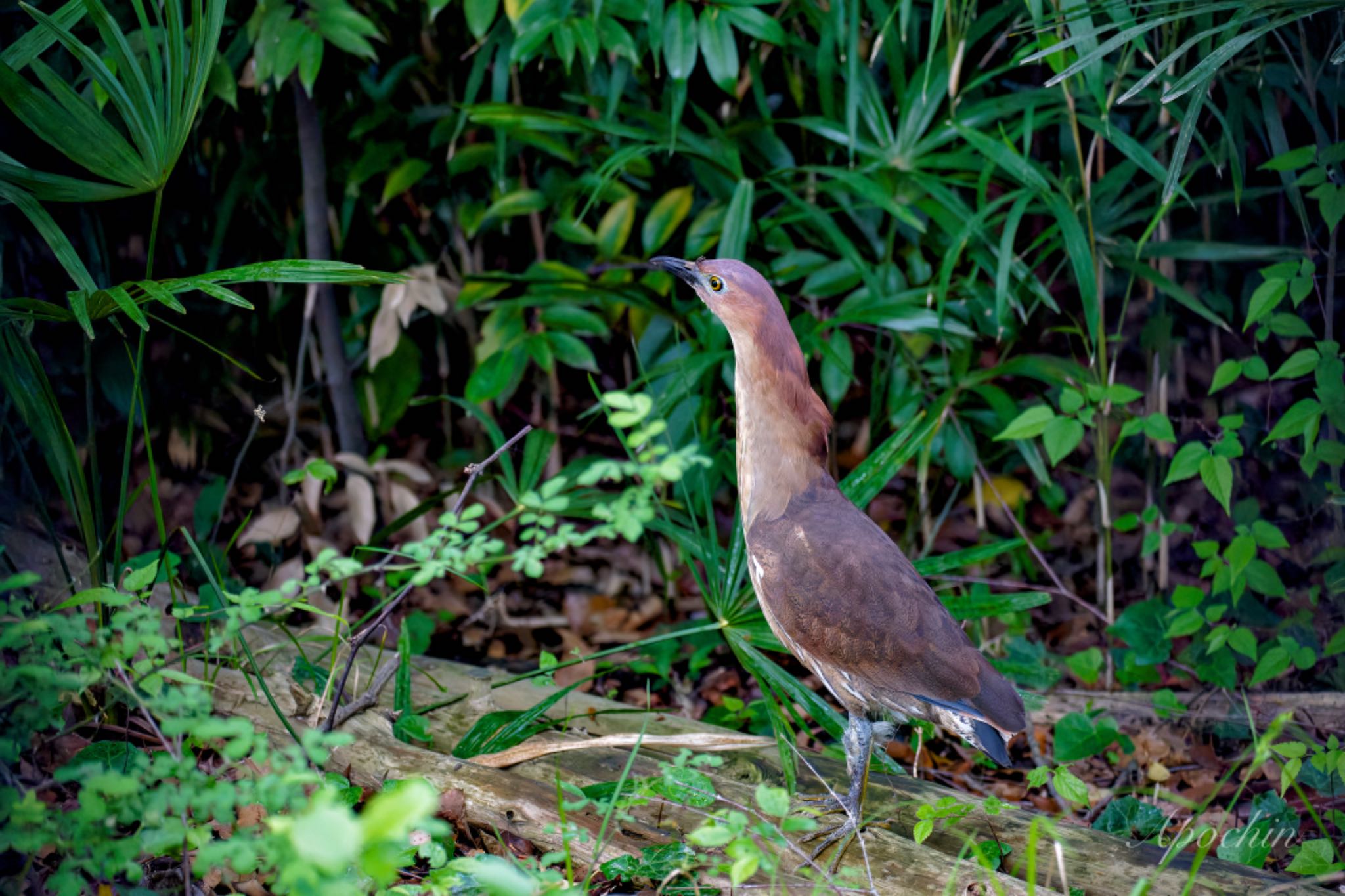 Japanese Night Heron