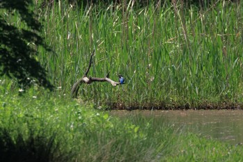 Sun, 4/28/2024 Birding report at 四季の森公園(横浜市緑区)