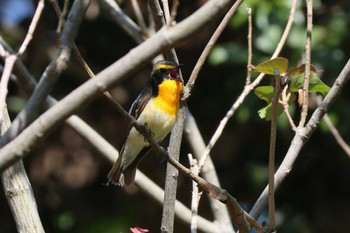 Narcissus Flycatcher Rokuha Park Sun, 4/28/2024