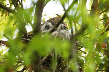Long-eared Owl Watarase Yusuichi (Wetland) Wed, 4/17/2024