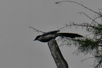 Azure-winged Magpie 東京都北区 Sun, 4/28/2024