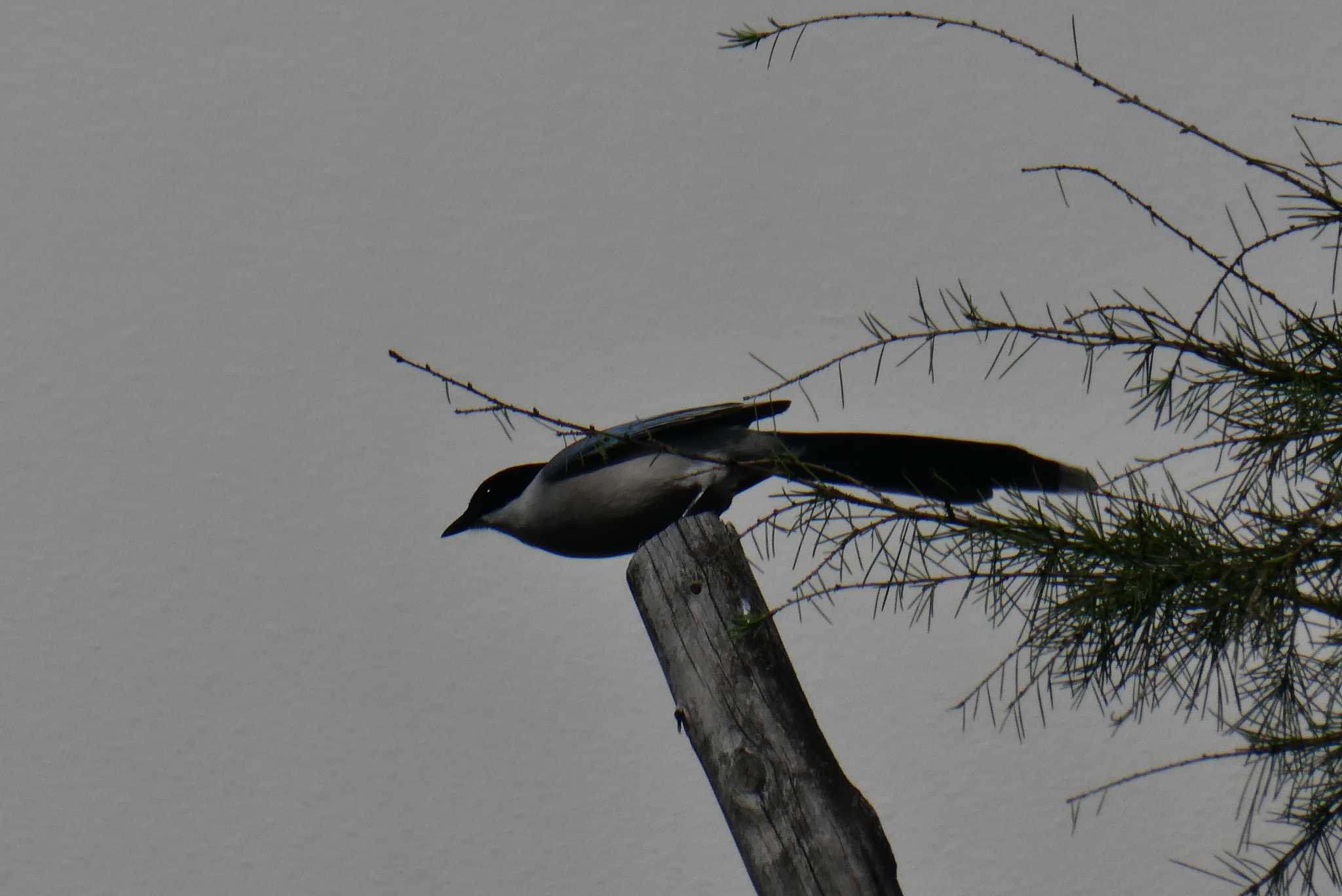 Photo of Azure-winged Magpie at 東京都北区 by Kirin-Kita