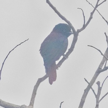 Maroon Oriole Tham Pla National Park Mon, 4/8/2024