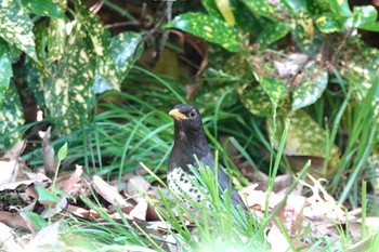 クロツグミ 庄内緑地公園 2024年4月28日(日)