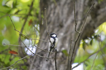 Japanese Tit 各務原 Sun, 4/28/2024