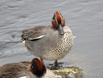 Eurasian Teal 多摩川河川敷 Mon, 4/29/2024