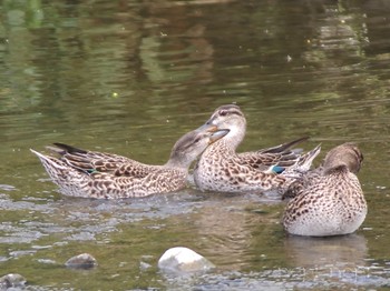 Eurasian Teal 多摩川河川敷 Mon, 4/29/2024