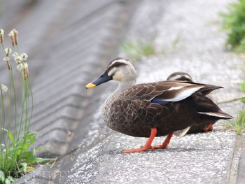 Eastern Spot-billed Duck 多摩川河川敷 Mon, 4/29/2024