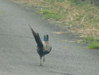 Green Pheasant 関ヶ原 Mon, 4/29/2024