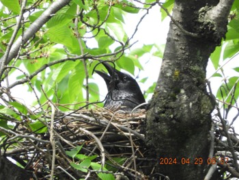 Carrion Crow 近所 Mon, 4/29/2024