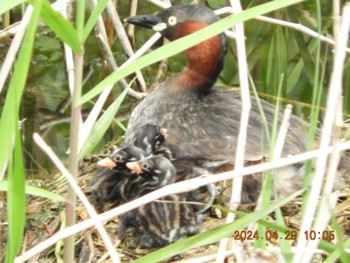 Mon, 4/29/2024 Birding report at 近所