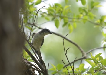 Ashy Minivet 関ヶ原 Mon, 4/29/2024