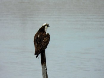 ミサゴ 大阪南港野鳥園 2024年4月29日(月)