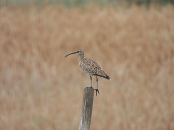 チュウシャクシギ 大阪南港野鳥園 2024年4月29日(月)