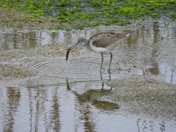 アオアシシギ 大阪南港野鳥園 2024年4月29日(月)