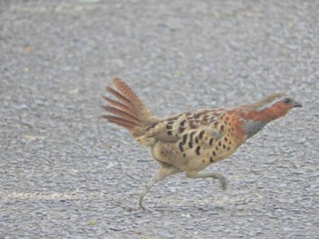 Chinese Bamboo Partridge 横浜自然観察の森 Mon, 4/29/2024