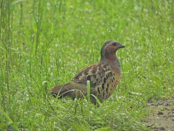 Chinese Bamboo Partridge 横浜自然観察の森 Mon, 4/29/2024