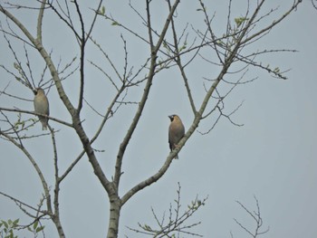 2024年4月29日(月) 横浜自然観察の森の野鳥観察記録