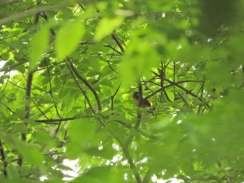 Narcissus Flycatcher 横浜自然観察の森 Mon, 4/29/2024