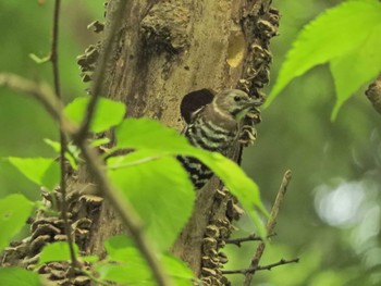 Japanese Pygmy Woodpecker 横浜自然観察の森 Mon, 4/29/2024