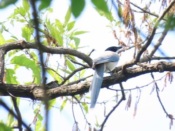 Azure-winged Magpie Akigase Park Sun, 4/28/2024