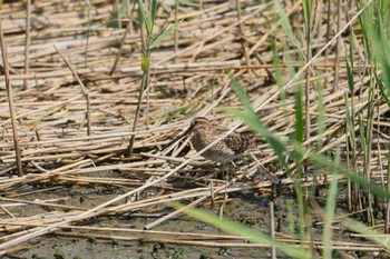 タシギ 都立野鳥公園 2024年4月28日(日)