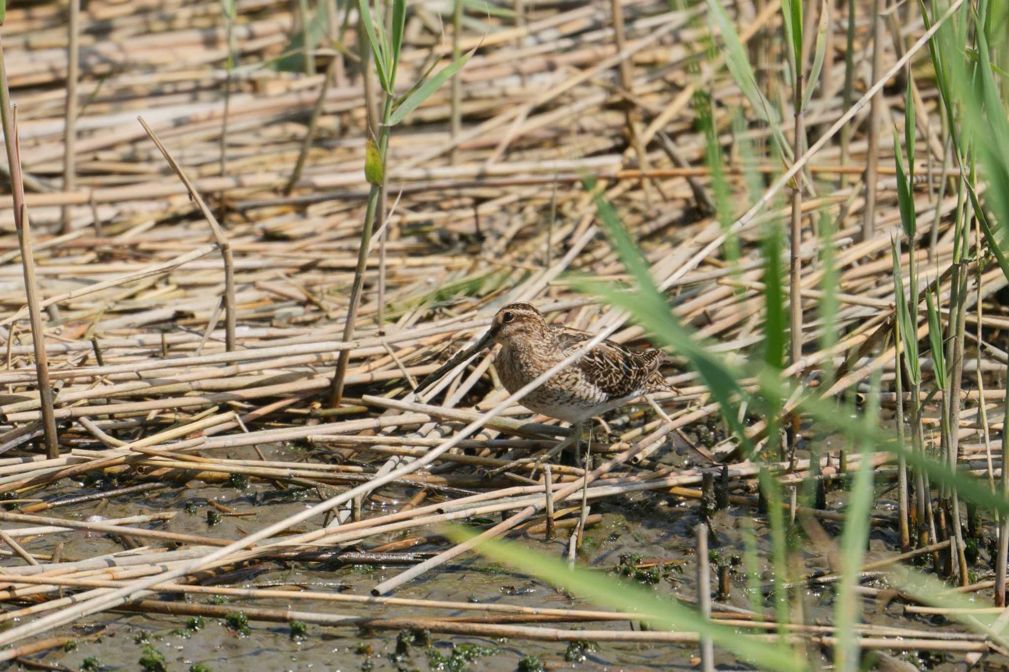 Photo of Common Snipe at 都立野鳥公園 by na san