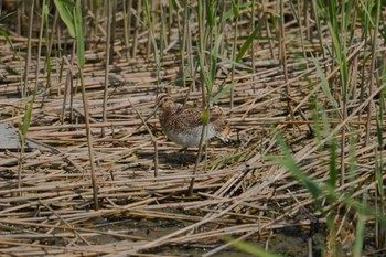 Common Snipe 都立野鳥公園 Sun, 4/28/2024